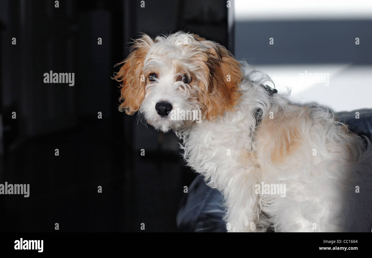 Cavapoo Cavalier King Charles Spaniel X Poodle Cross Puppy In Stock Photo Alamy