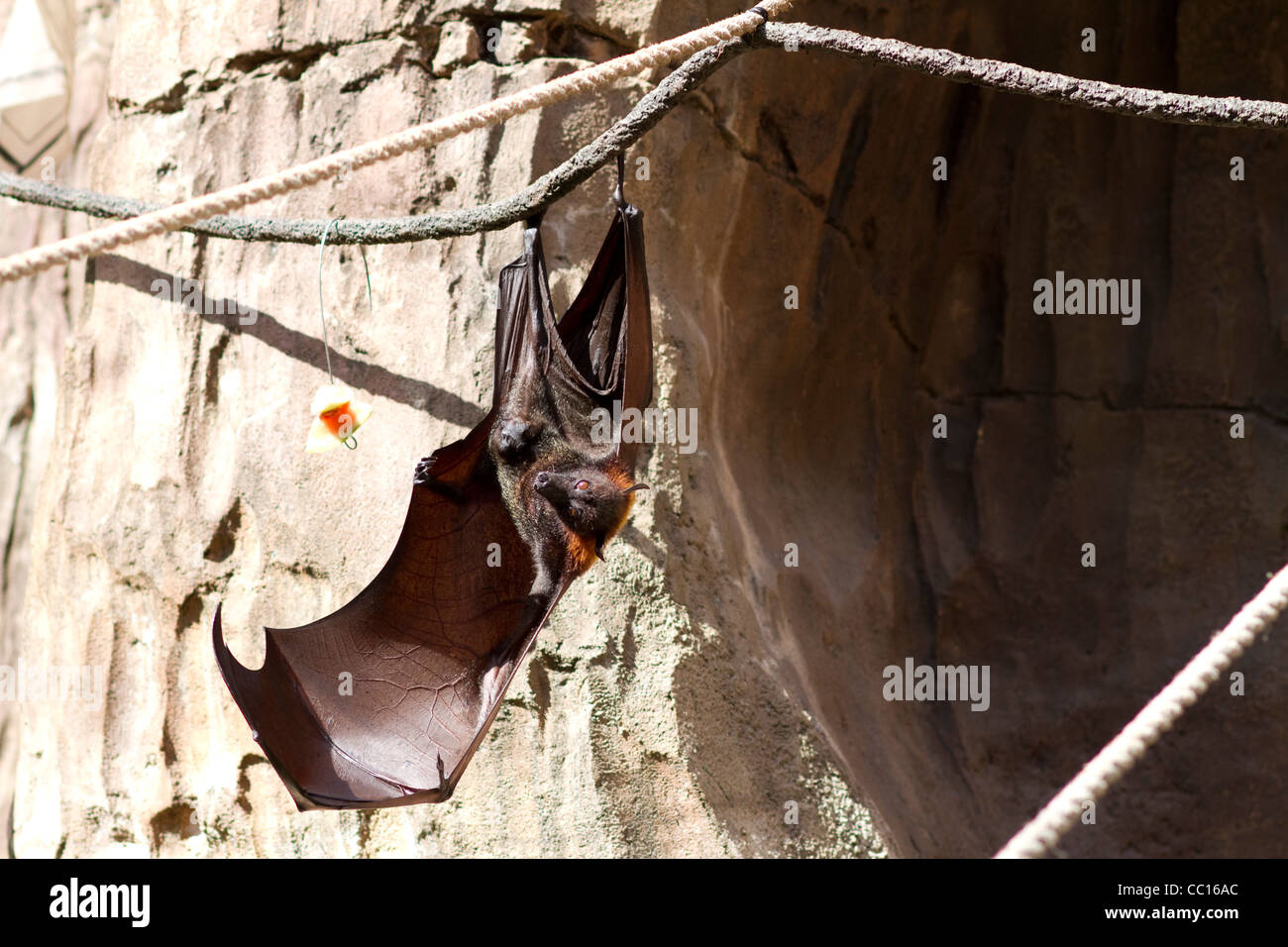 Fruit Bat Depends on sight rather than echolocation for navigation