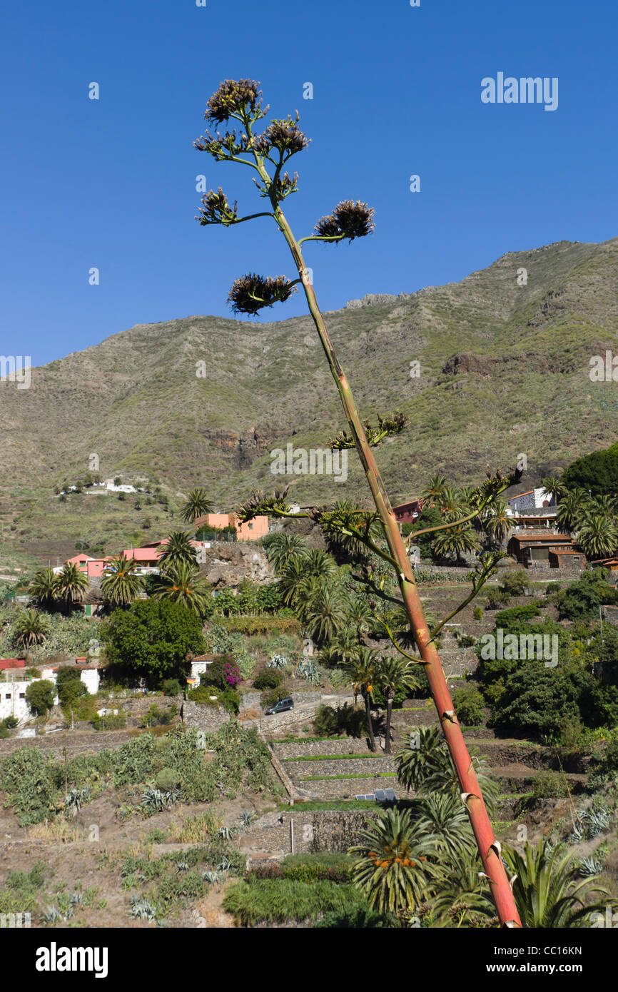 Masca, mountain showcase tourism village in Buenavista del Norte region of Tenerife. Aloe vera plants. Stock Photo