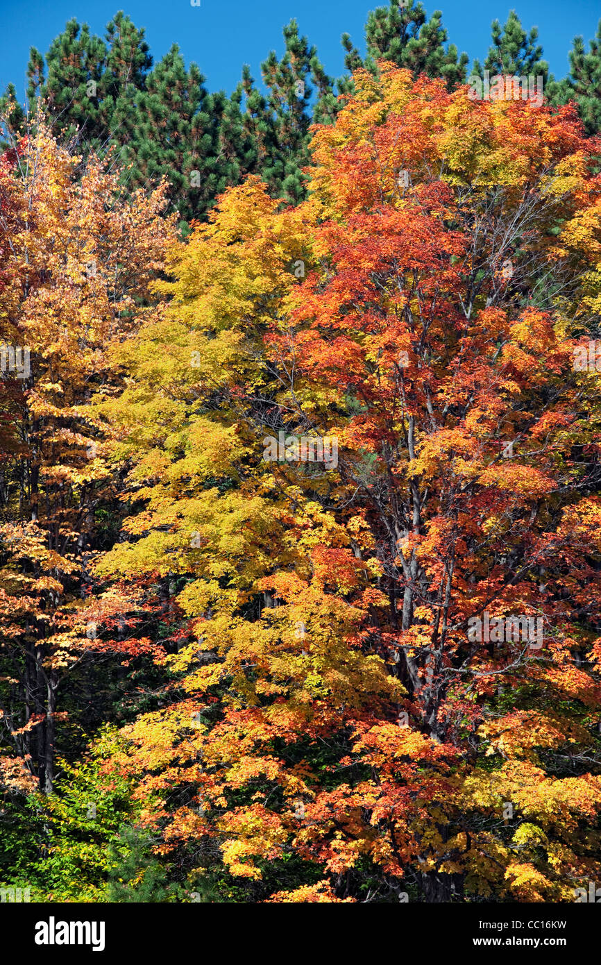 Red sugar maples and yellow birch trees dominate Hiawatha National