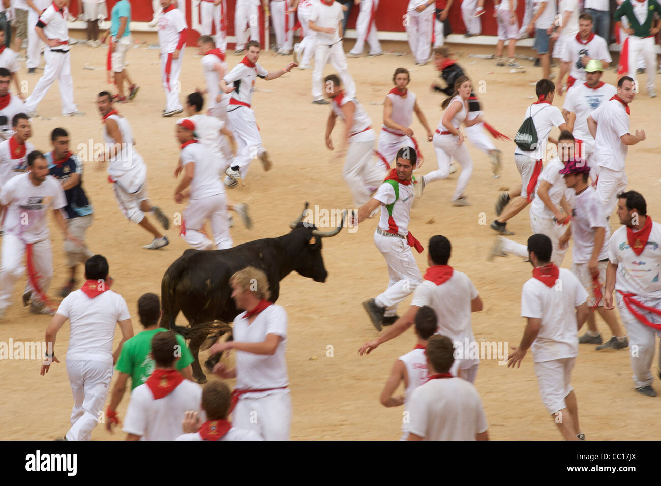 A cow is taunted by the crowd at the festival of San Fermin (aka the running of the bulls) in Pamplona, Spain. Stock Photo