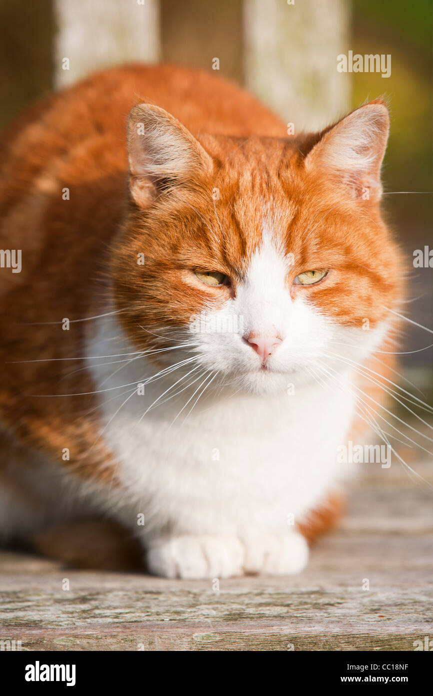 Fat ginger cat hires stock photography and images Alamy
