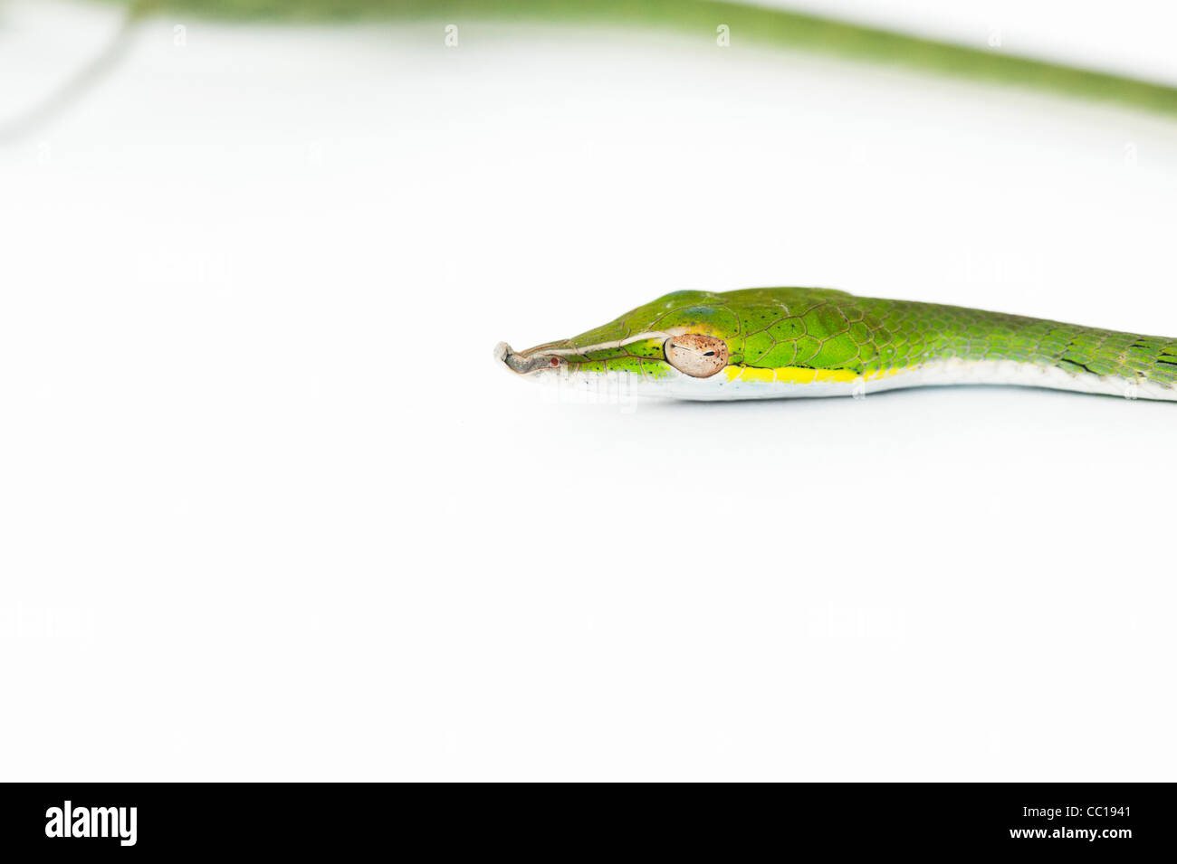 Ahaetulla Nasuta Juvenile Green Vine Snake On White Background Stock