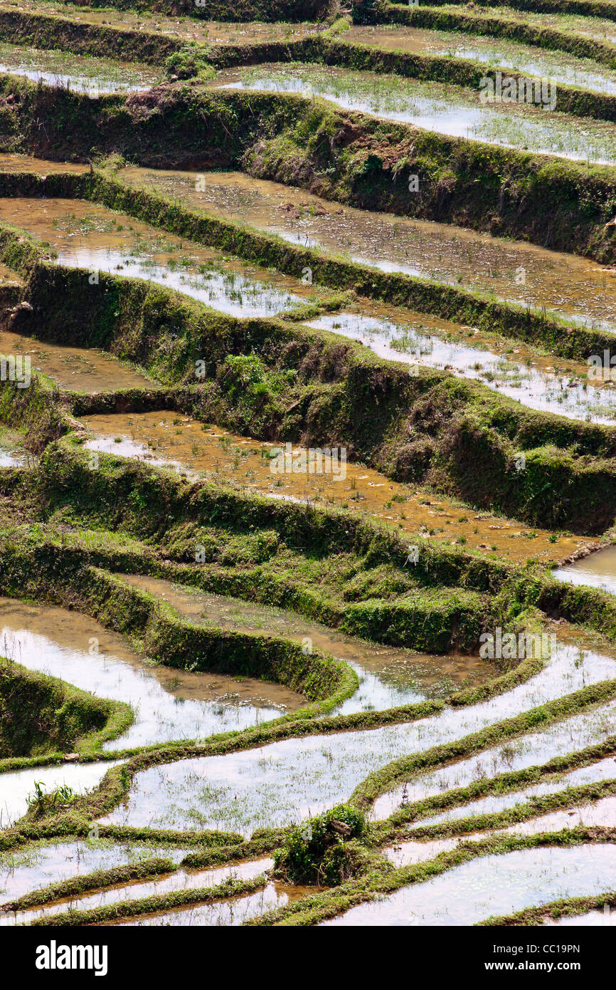 Heart Rice Paddy Terraced rice paddy field near Sapa, Viet Nam Stock Photo - Alamy