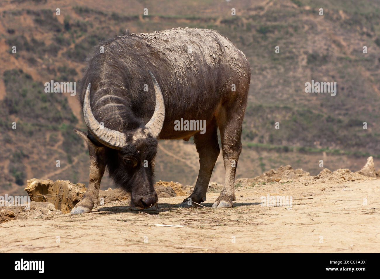 Domestic Asian Water Buffalo (Bubalus Bubalis Stock Photo - Alamy