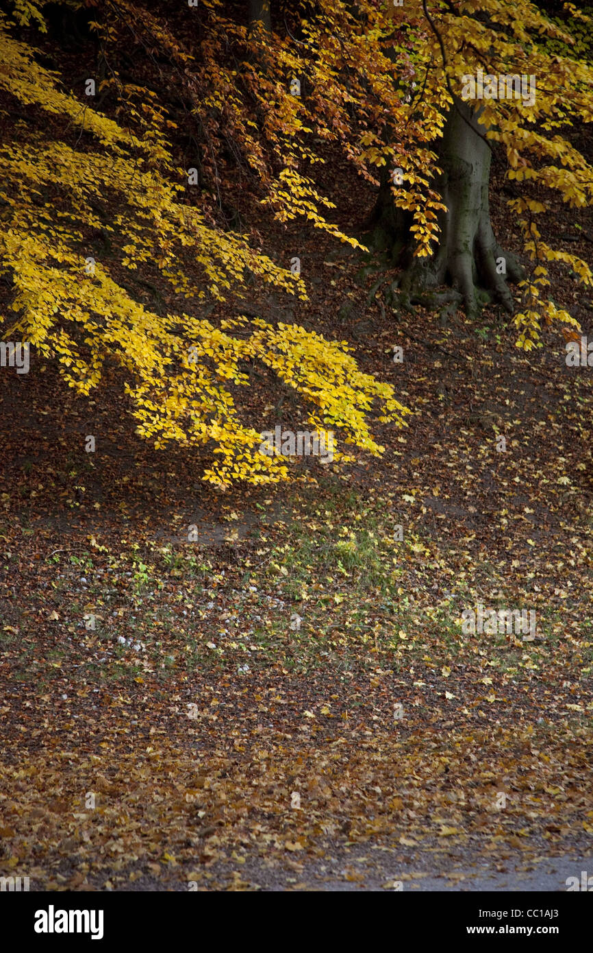 Vertical photo of brown and golden leaves on trees and on the ground of the Riverbank. Stock Photo