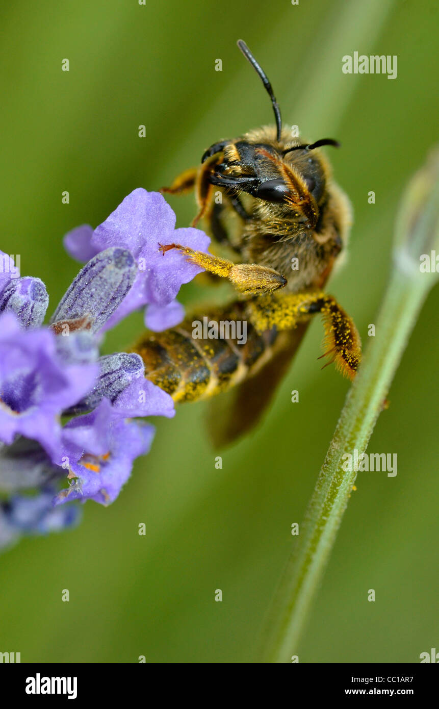 Macro of bee gathering on blue lavender flower Stock Photo