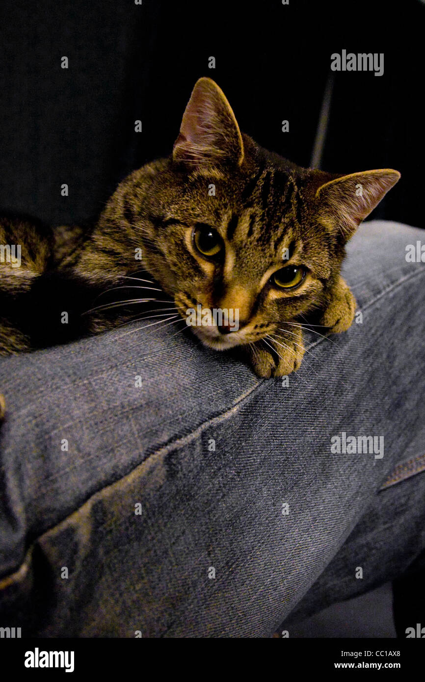 Cat on lap hires stock photography and images Alamy