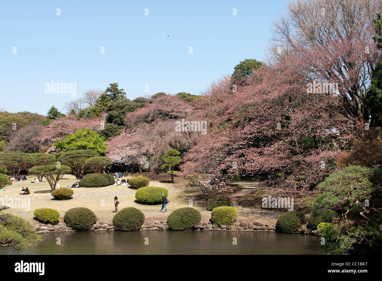 Cherry blossom celebration (called hanami) at a Tokyo park  in Japan. Stock Photo