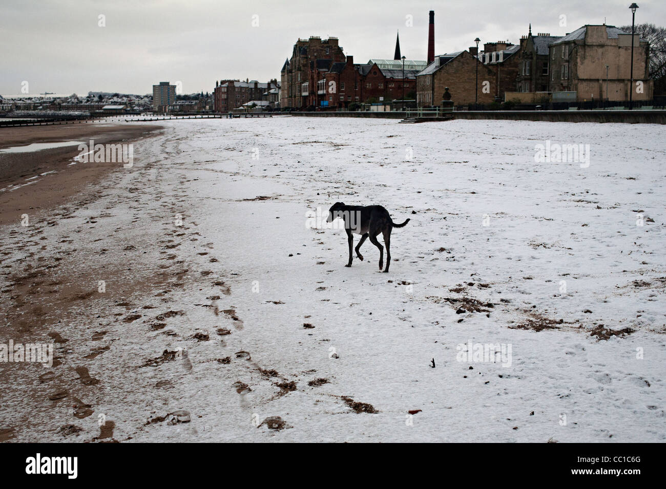 dog on portobello road edinburgh Stock Photo Alamy