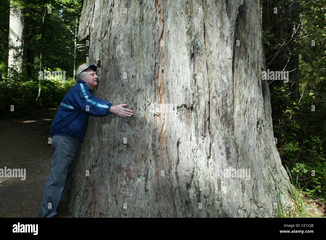 Giant Redwood trees in Oregon, US Stock Photo Alamy