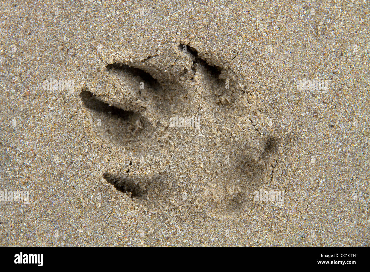 What Does A Dog Footprint Look Like