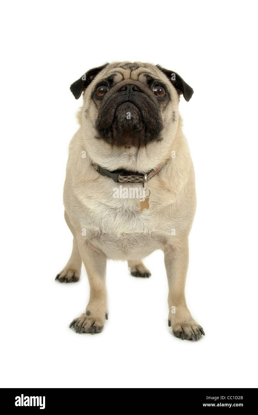 Pug dog is standing on a white background Stock Photo