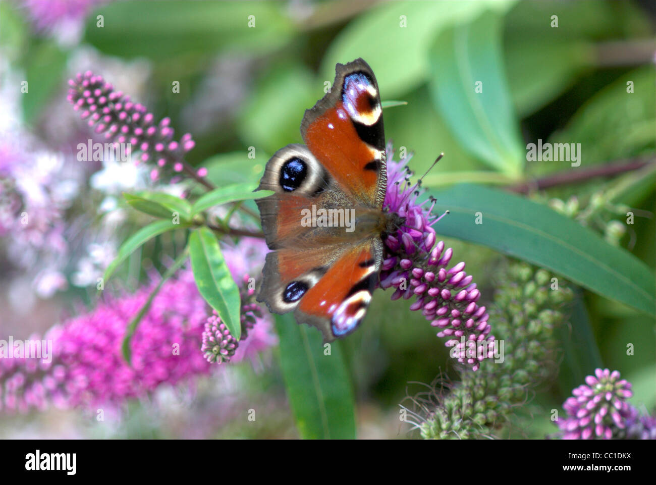 A peacock butterfly at rest on a hebe shrub UK Stock Photo