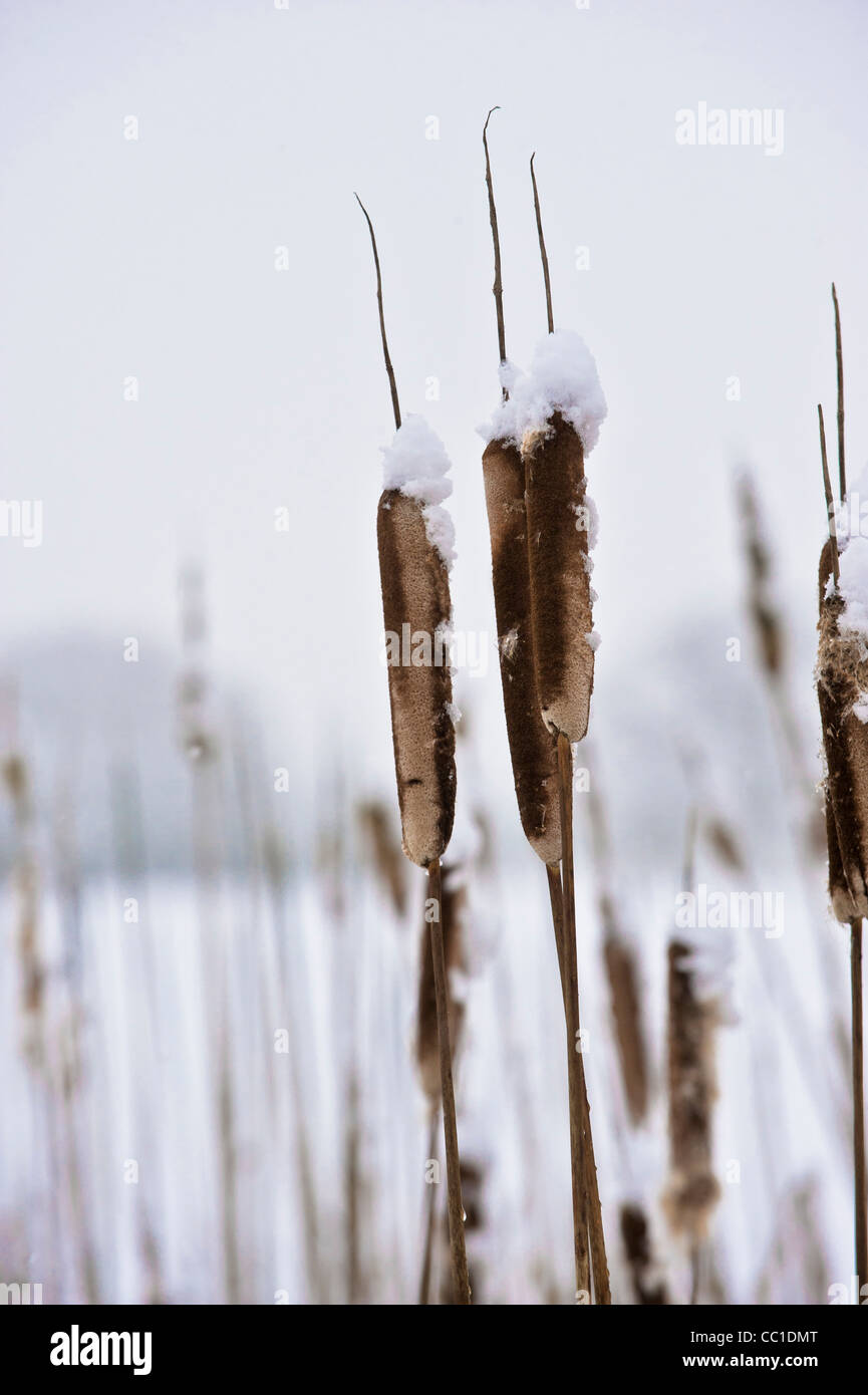 Bulrushes in snow Stock Photo