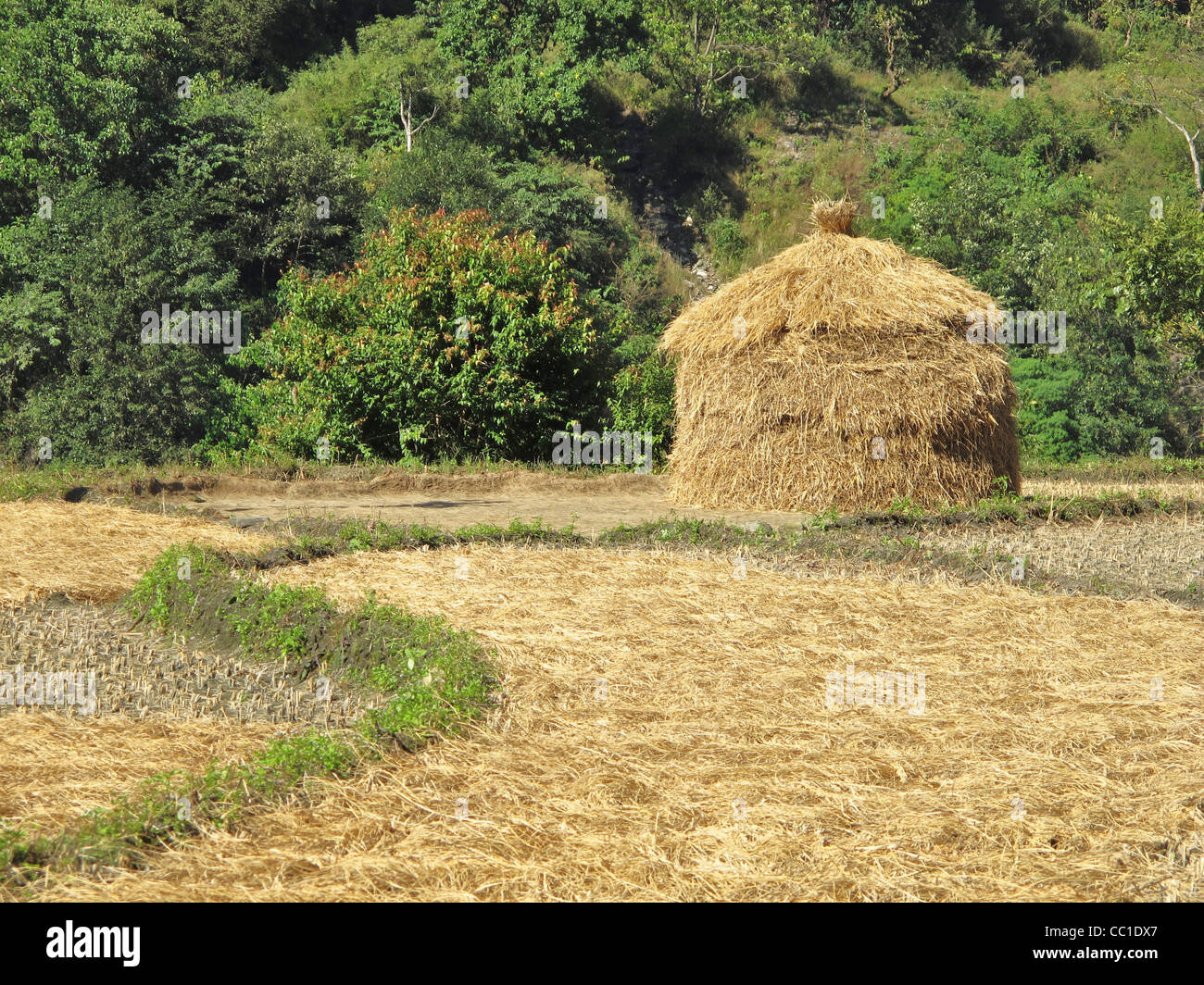 Haystack on a rice field, Nepal Stock Photo - Alamy