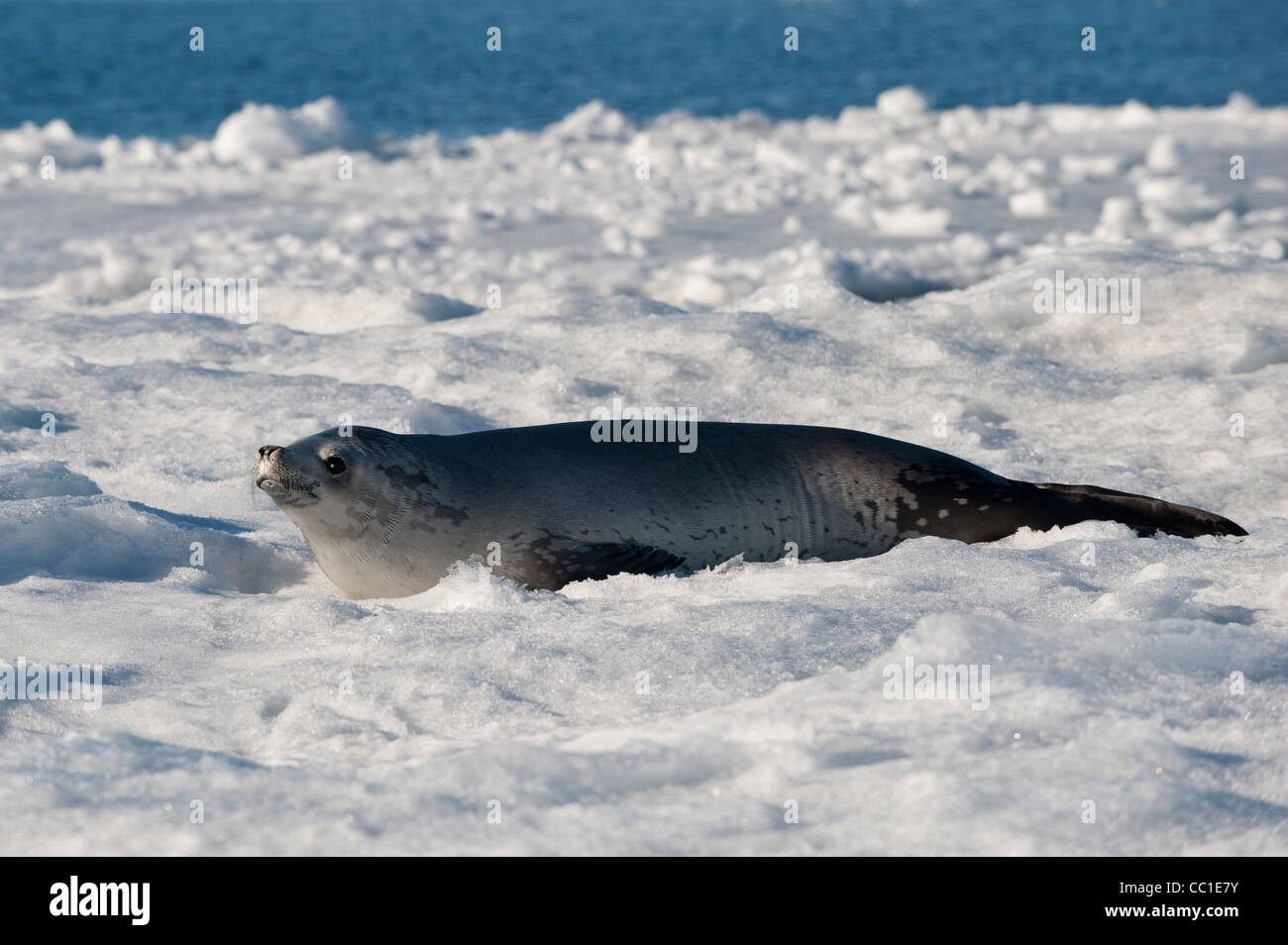 Crabeater seal (Lobodon carcinophagus), Weddell Sea, Antarctica Stock Photo