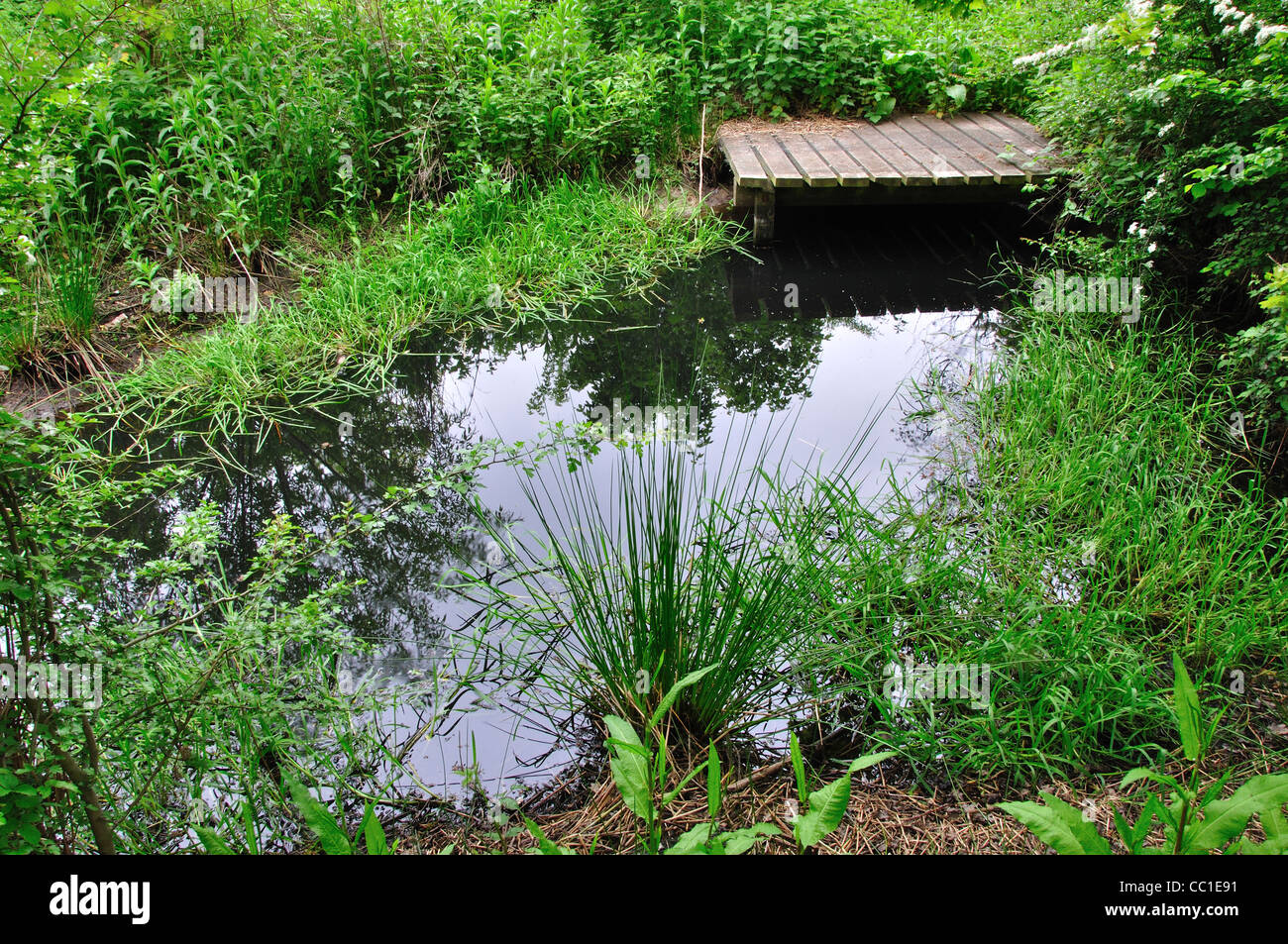 Wildlife pond in Hagbourne Copse, Swindon, Wiltshire, UK May 2010. Wiltshire Wildlife trust nature reserve Stock Photo