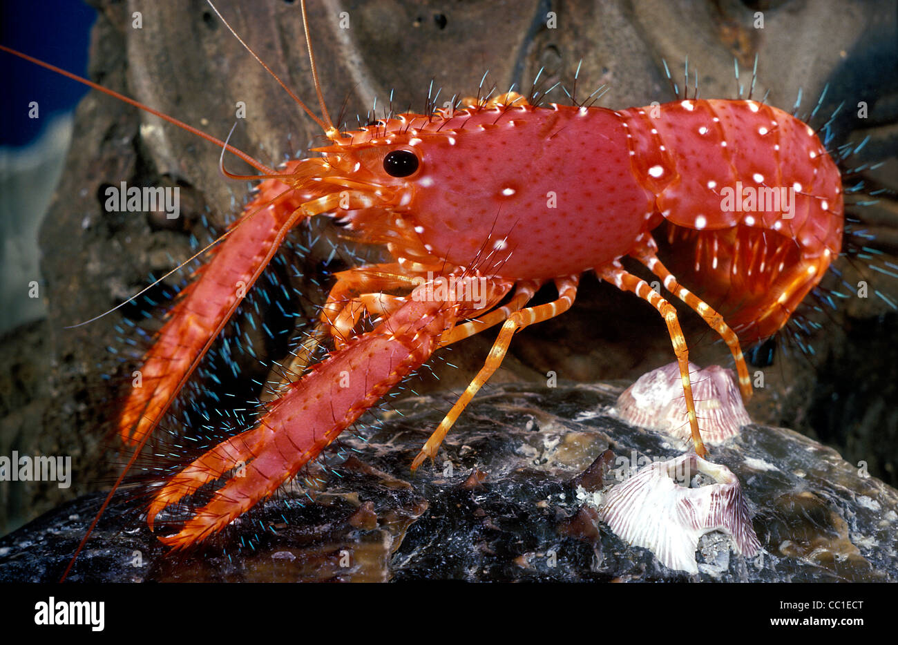 Scarlet Reef Lobster, Enoplometopus occidentalis, Hawaii Stock Photo