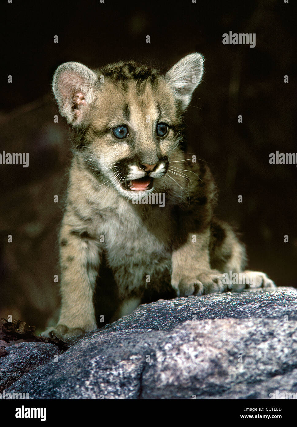 Baby Cougar High Resolution Stock Photography And Images Alamy Baby Cougar High Resolution Stock Photography And Images Alamy