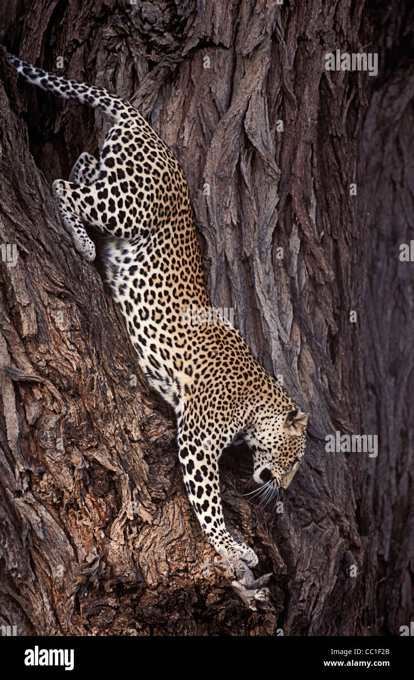 Leopard decending from tree, Samburu Game Reserve, Kenya, Africa Stock Photo