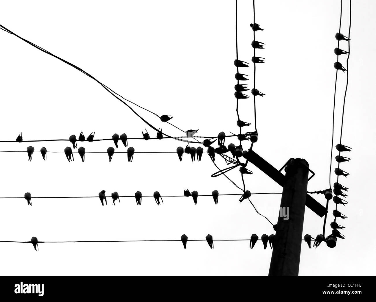 vector silhouette swallow on wire - Stock Image