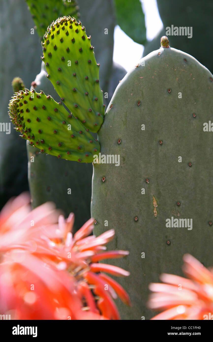 Prickley Pear Cactus (Opuntia sulphurea) in the Quebrada de Cafayate, Salta province, Argentina Stock Photo