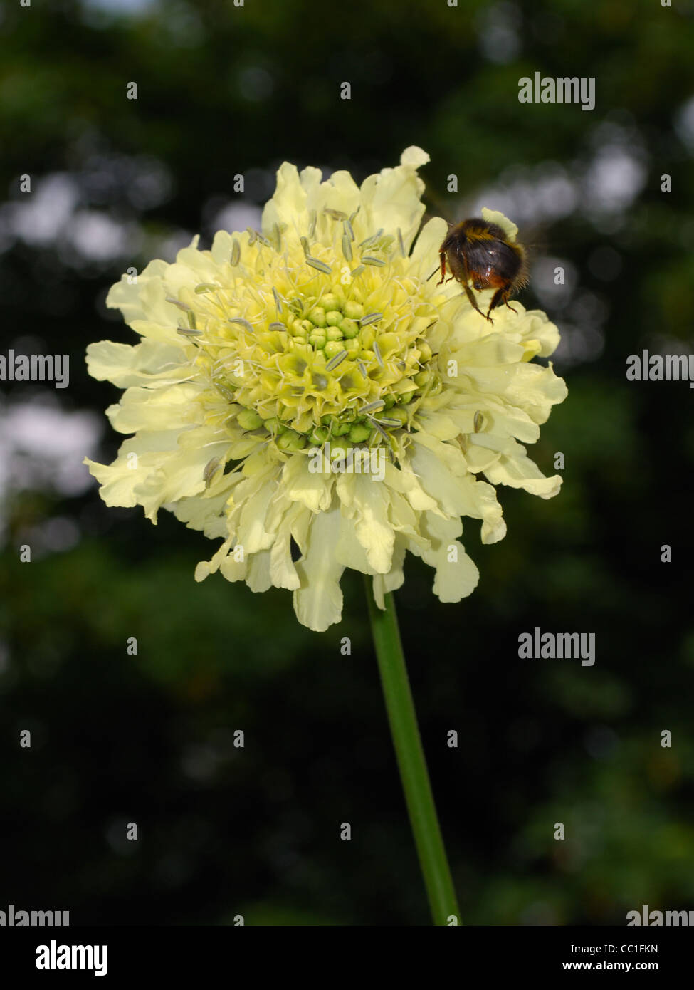 Bee landing on Giant Scabious - Cephalaria gigantea Stock Photo