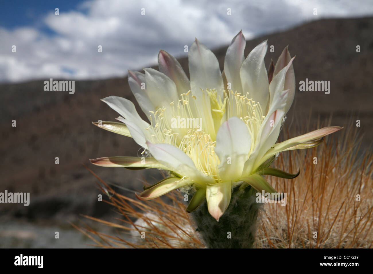 Argentine Giant (Echinopsis candicans) cactus blooming in Los Cardones