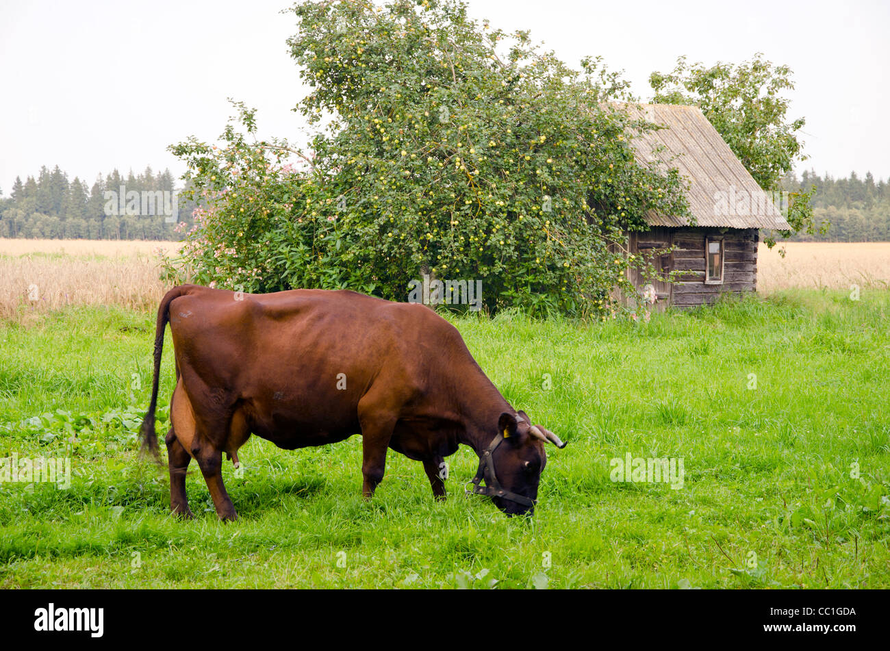 Brown cow graze in meadow near abandoned wooden building. Apple tree with lots of the apple. Stock Photo