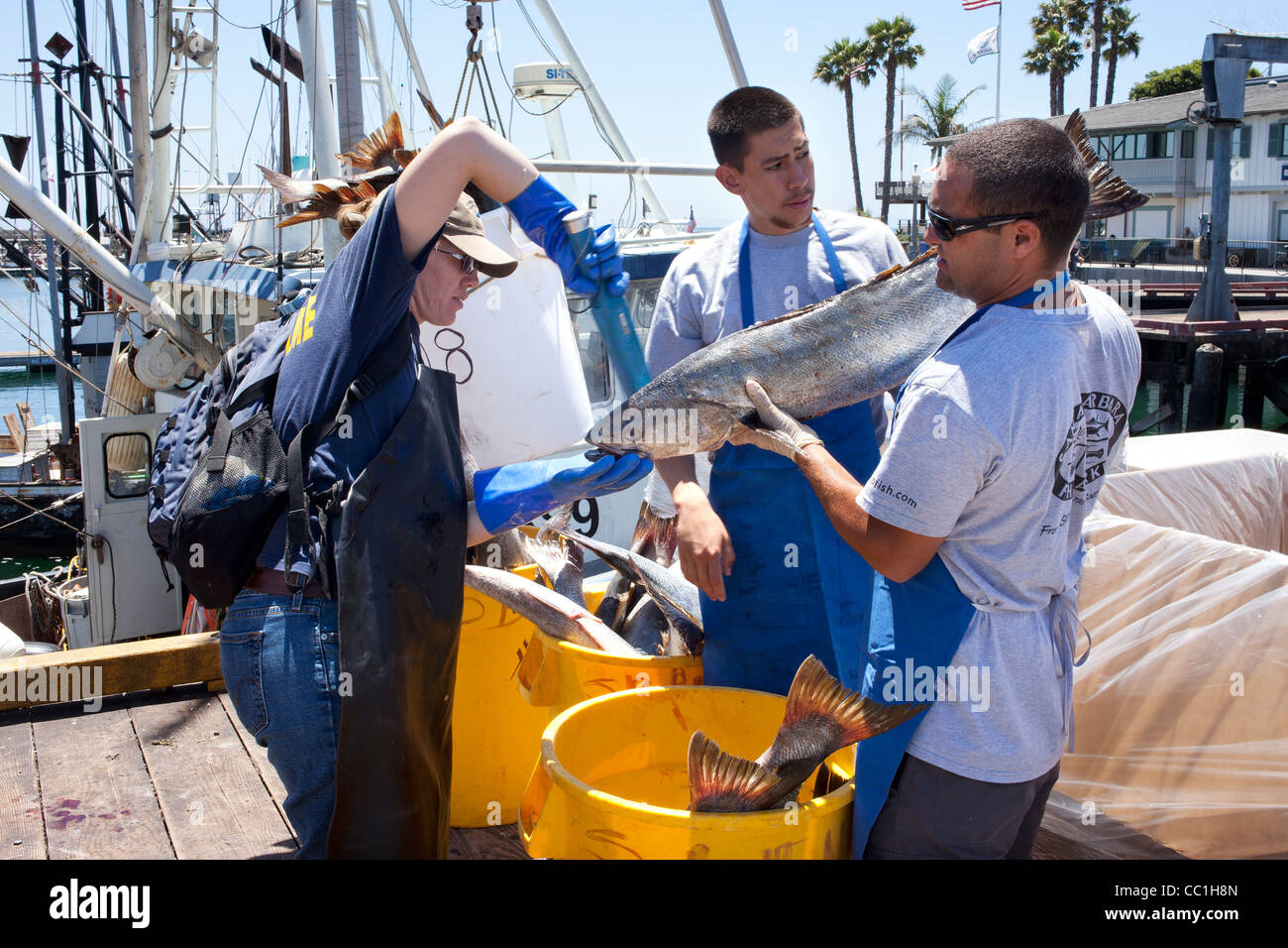 Scientist scan White Sea Bass landed at  Santa Barbara harbour as part of the Ocean Resources Enhancement Hatchery Program Stock Photo