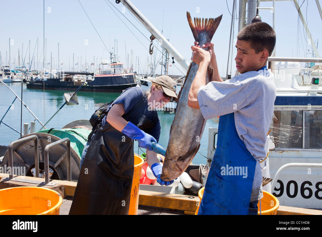 Scientist scan White Sea Bass landed at  Santa Barbara harbour as part of the Ocean Resources Enhancement Hatchery Program Stock Photo