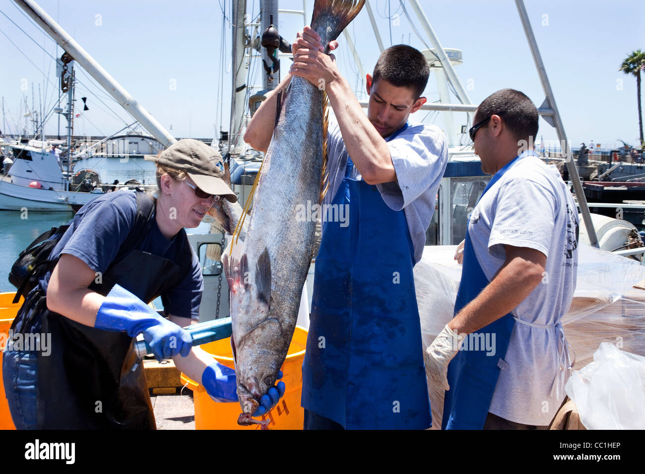 Scientist scan White Sea Bass landed at  Santa Barbara harbour as part of the Ocean Resources Enhancement Hatchery Program Stock Photo