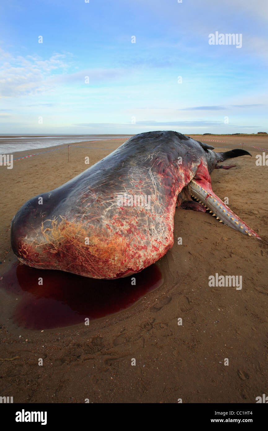 A beached sperm whale which washed up on Old Hunstanton beach on Christmas Eve 2011. Stock Photo
