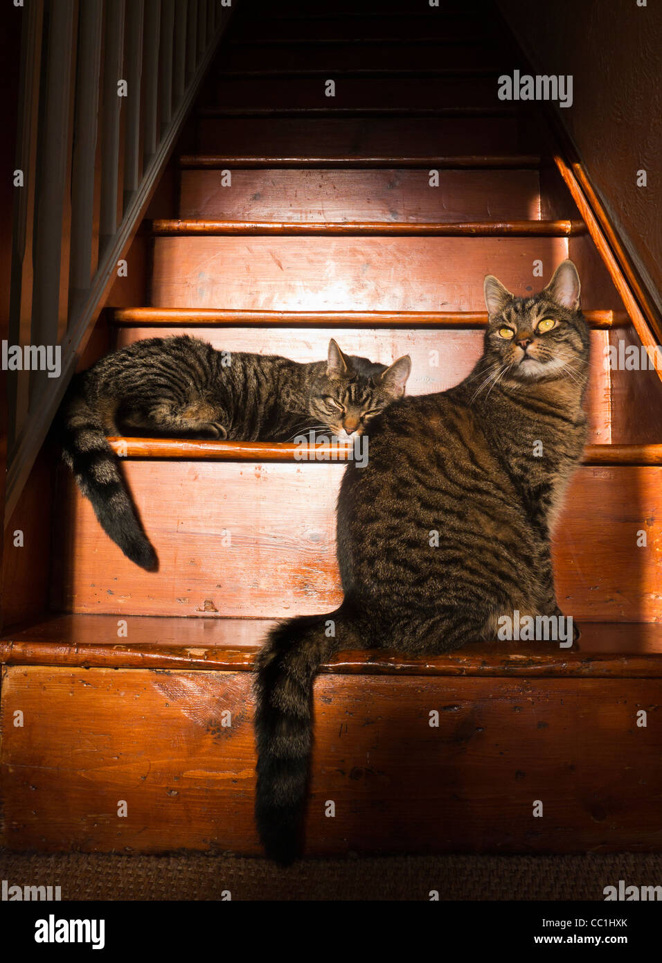 Two tabby cats on a wooden staircase. Stock Photo