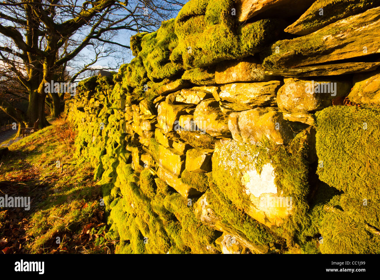 Moss on a drystone wall on Orrest Head above Windermere in the Lake District, Cumbria, UK. Stock Photo