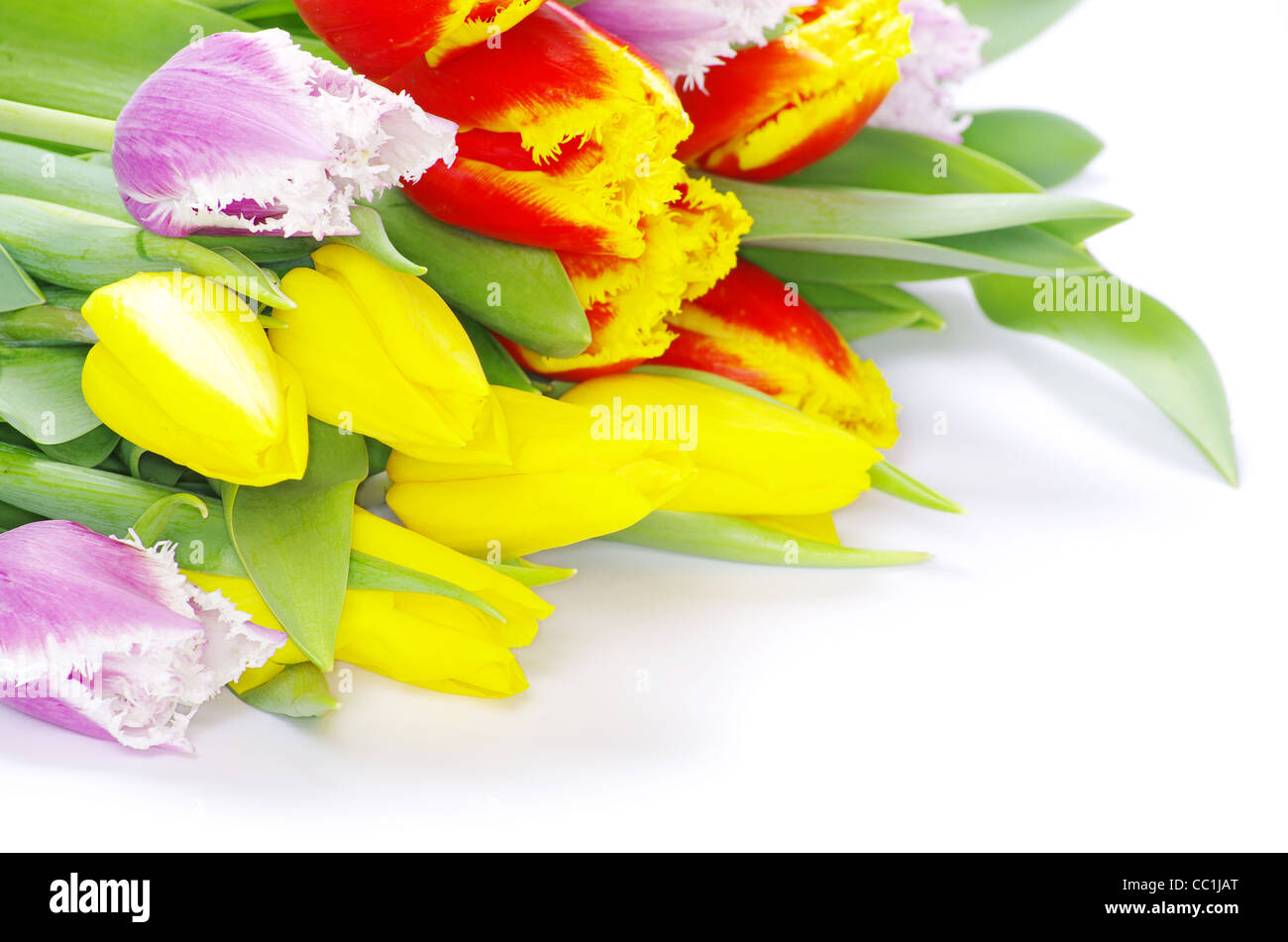 bouquet of the tulips on white background Stock Photo - Alamy