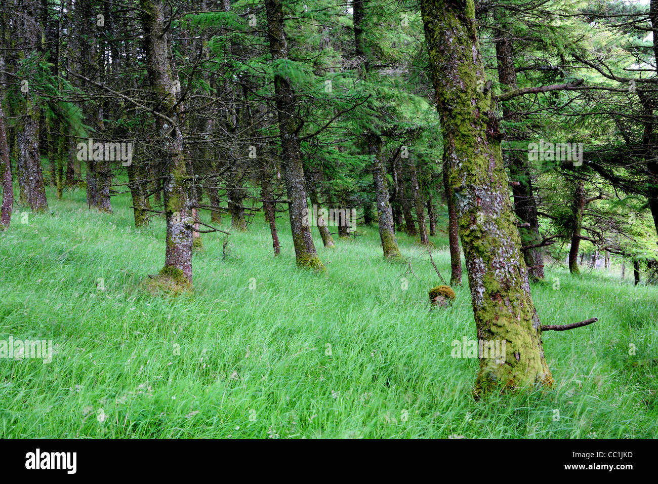 Lodgepole pine trees in the Burren Forest Park. Co. Cavan. Ireland Stock Photo