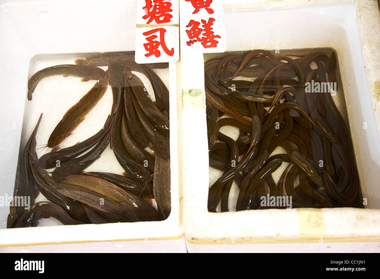 live chinese catfish and eels for sale in crates yau ma tei indoor food market kowloon hong kong hksar china asia Stock Photo