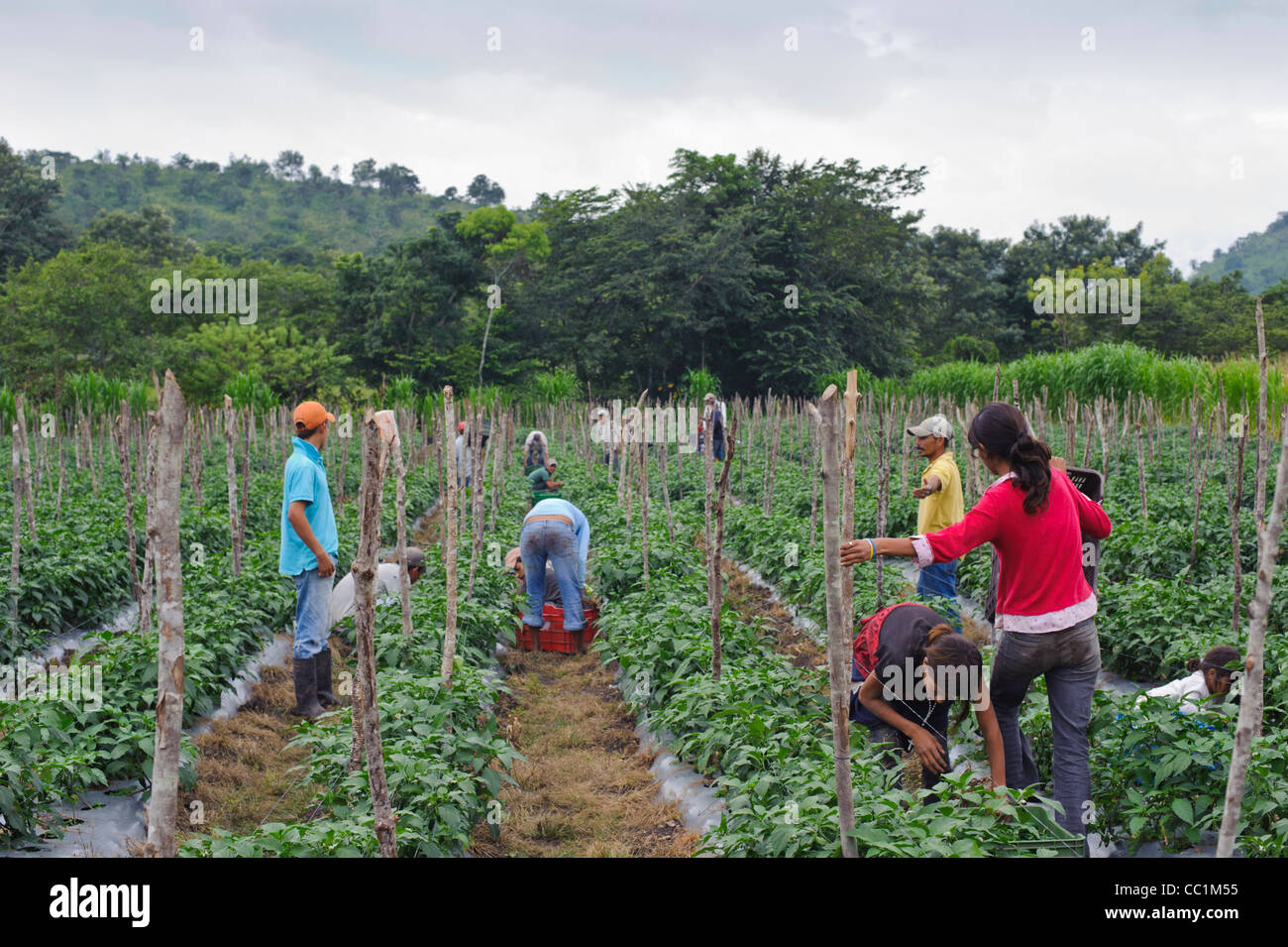 Farm workers bringing in the Jalapeña pepper harvest in Honduras Stock Photo