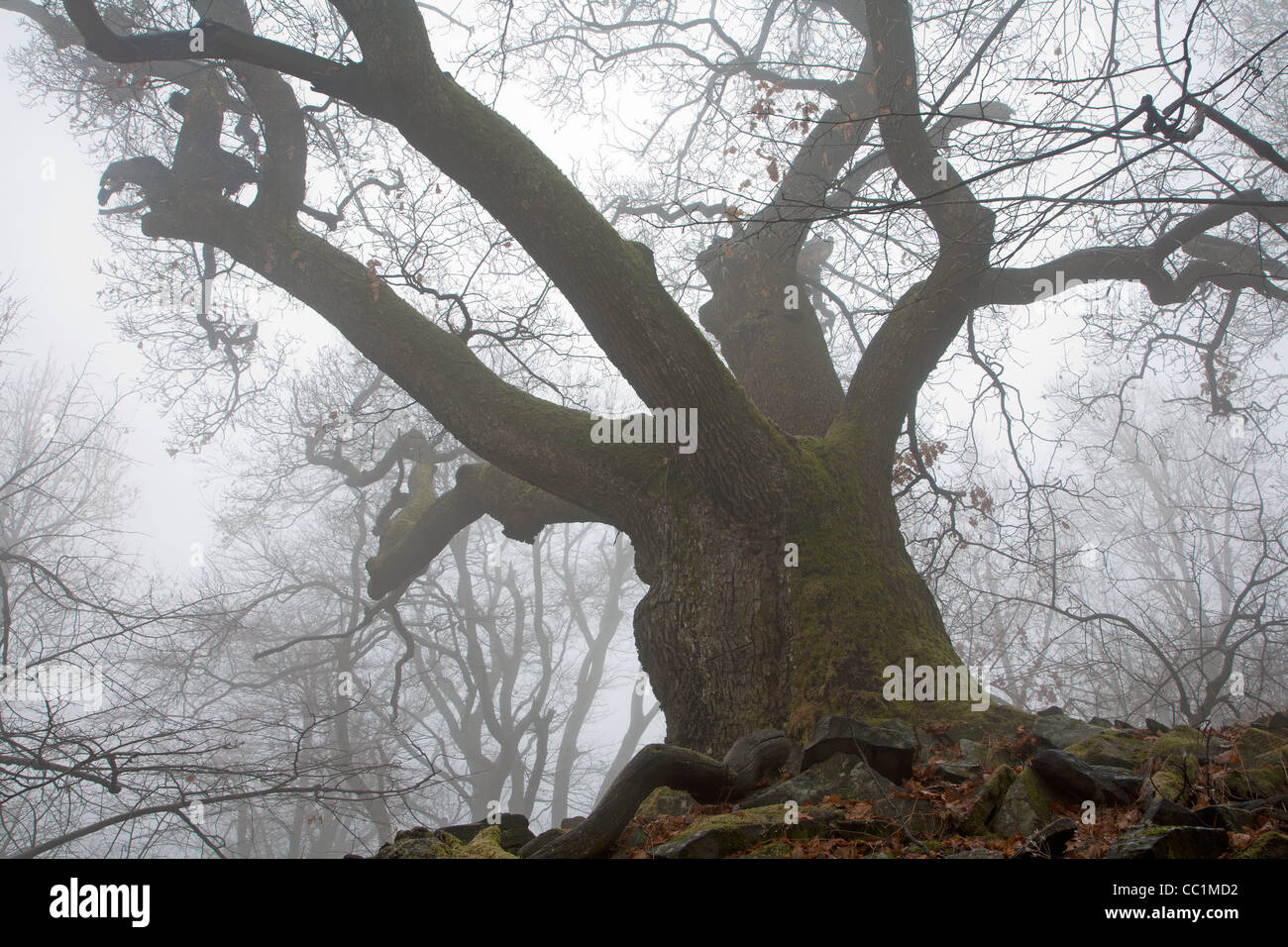 very old oak in the fog Stock Photo
