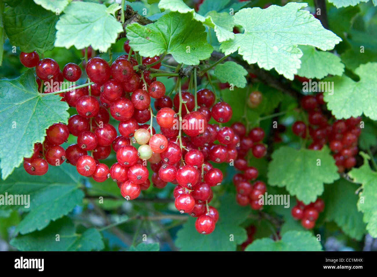 Bunches of red currants hi-res stock photography and images - Alamy