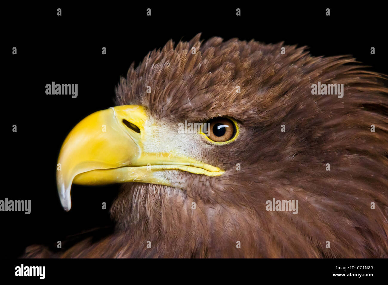 A white tailed sea eagle Stock Photo