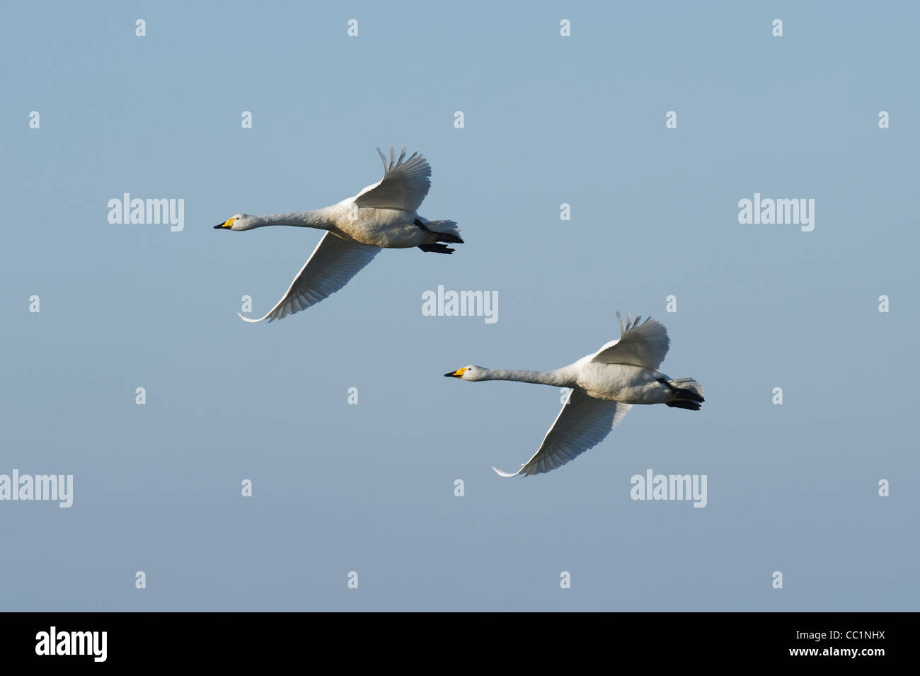 Whooper swan (Cygnus cygnus), Martin Mere, Lancashire, UK Stock Photo