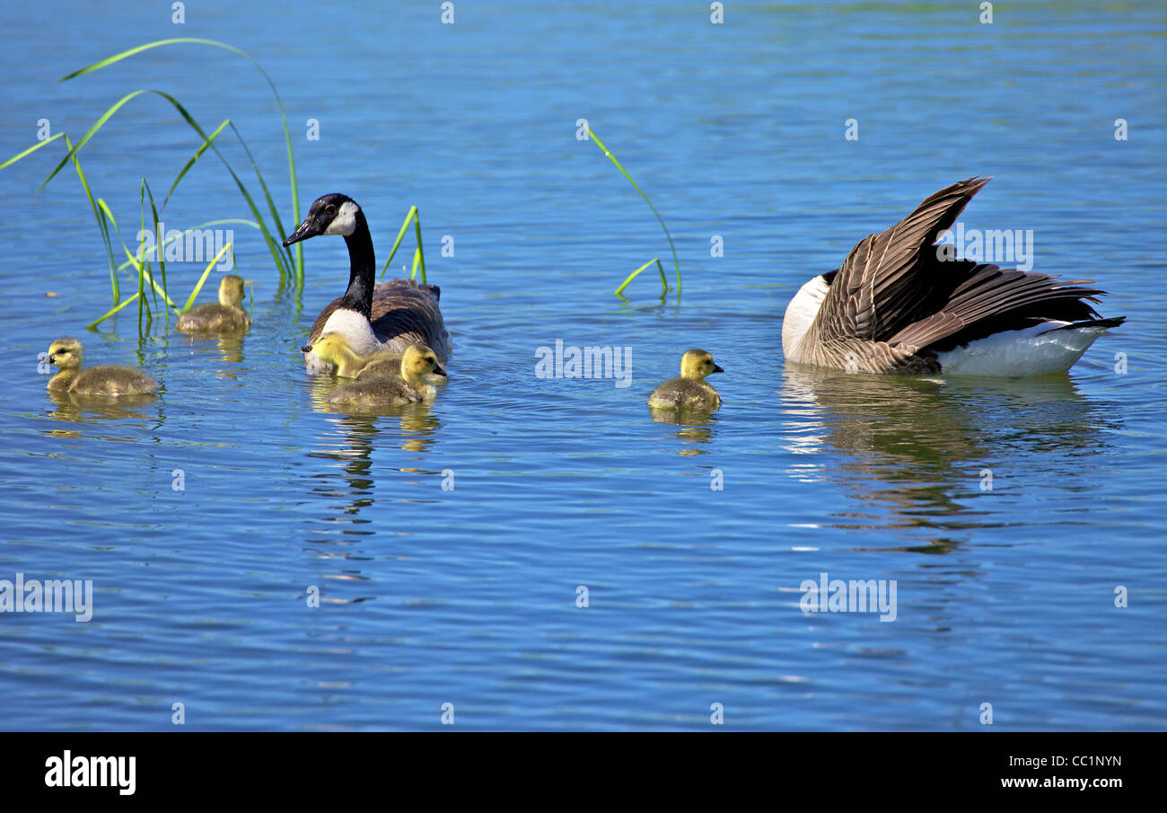 Goose pulling hi-res stock photography and images - Alamy