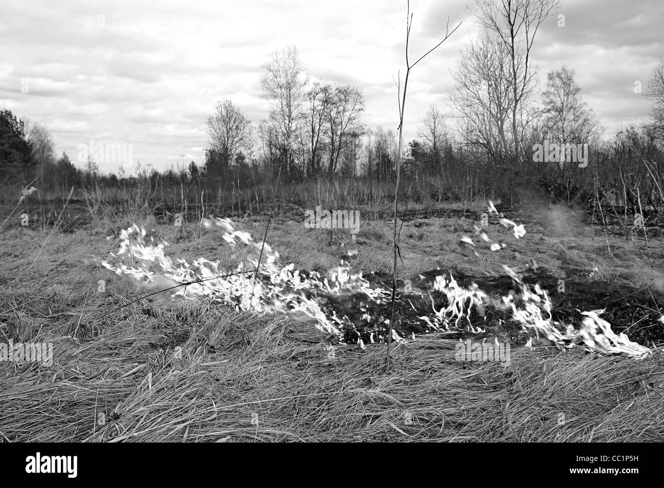 fire in herb Stock Photo Alamy