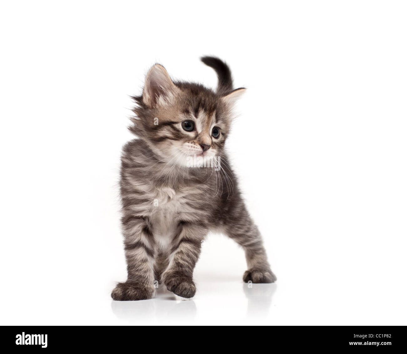 siberian kitten on white background Stock Photo - Alamy