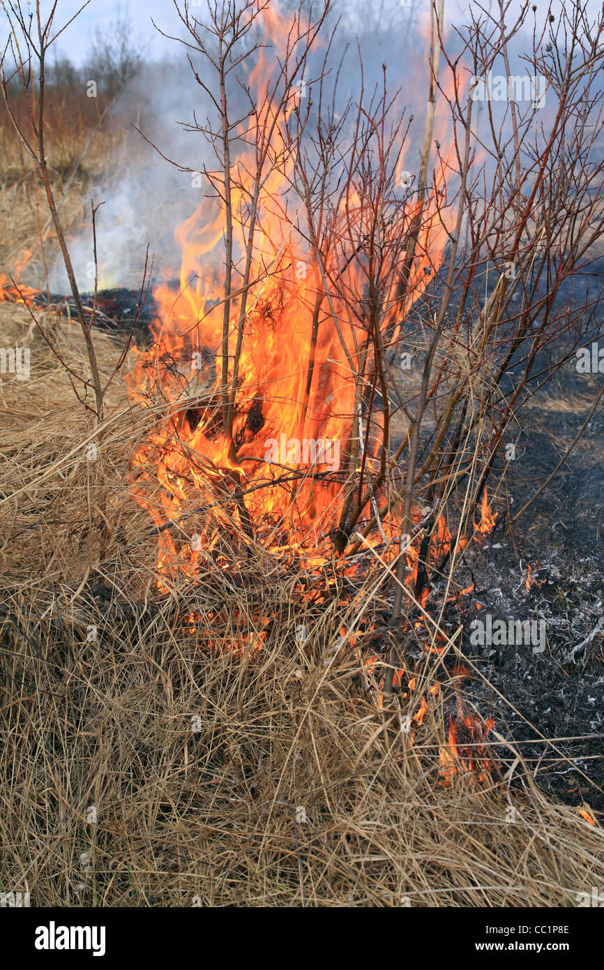 fire in herb Stock Photo Alamy