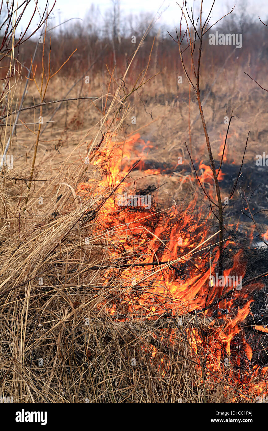 fire in herb Stock Photo Alamy