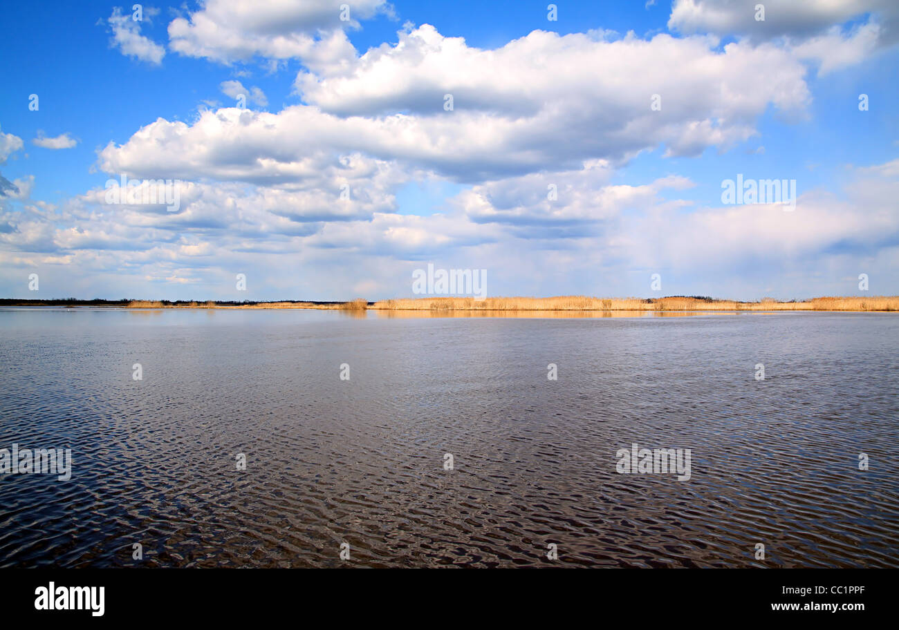 reed on lake Stock Photo Alamy
